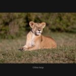 Panasonic Lumix S Pro 70-200mm F2.8 | Objectif Téléphoto Plein Format S-E70200E (Ouverture F2.8 Constant, Zoom 200mm, Bague de débrayage, Double Stab., Tropicalisé) Noir – Compatible Monture L – Image 4